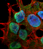 SHANK3 Antibody - Detection ofSHANK1/SHANK3 in neuroblastoma cell line SK-N-BE with SHANK1/SHANK3 Monoclonal Antibody at 10ug/ml: DAPI (blue) nuclear stain, Texas Red F actin stain, ATTO 488 (green) SHANK1/SHANK3 stain.