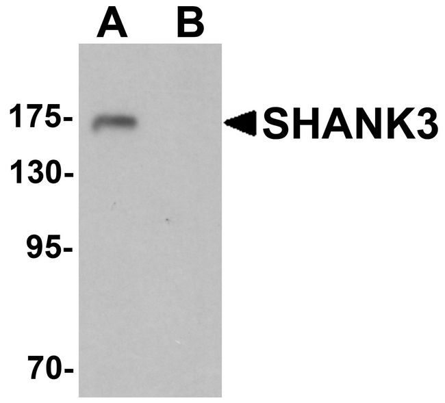 SHANK3 Antibody - Western blot analysis of SHANK3 in 3T3 cell lysate with SHANK3 antibody at 1 ug/ml in (A) the absence and (B) the presence of blocking peptide.