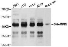 SHARPIN Antibody - Western blot analysis of extracts of various cell lines, using SHARPIN Antibody at 1:3000 dilution. The secondary antibody used was an HRP Goat Anti-Rabbit IgG (H+L) at 1:10000 dilution. Lysates were loaded 25ug per lane and 3% nonfat dry milk in TBST was used for blocking. An ECL Kit was used for detection and the exposure time was 10s.