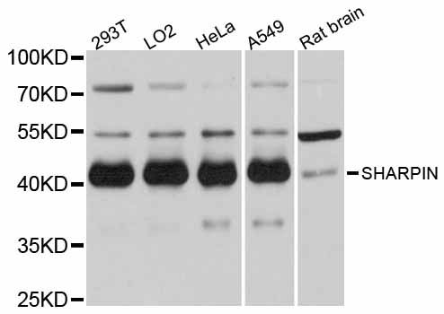 SHARPIN Antibody - Western blot analysis of extracts of various cell lines, using SHARPIN antibody at 1:3000 dilution. The secondary antibody used was an HRP Goat Anti-Rabbit IgG (H+L) at 1:10000 dilution. Lysates were loaded 25ug per lane and 3% nonfat dry milk in TBST was used for blocking. An ECL Kit was used for detection and the exposure time was 3s.