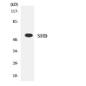 SHB Antibody - Western blot analysis of the lysates from HUVECcells using SHB antibody.