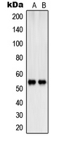 SHB Antibody - Western blot analysis of SHB (pY246) expression in K562 (A); HepG2 (B) whole cell lysates.