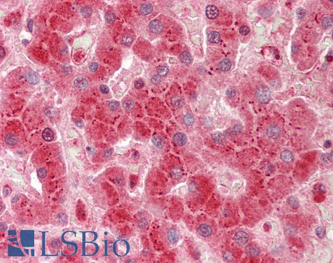 SHB Antibody - Human Liver: Formalin-Fixed, Paraffin-Embedded (FFPE).  This image was taken for the unconjugated form of this product. Other forms have not been tested.