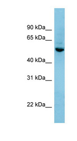 SHB Antibody - SHB antibody western blot of HepG2 cell lysate.  This image was taken for the unconjugated form of this product. Other forms have not been tested.