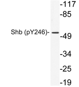 SHB Antibody - Western blot of p-Shb (Y246) pAb in extracts from 293 cells.