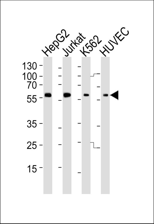 SHB Antibody - Western blot of lysates from HepG2, Jurkat, K562, HUVEC cell line (from left to right) with SHB-Y268 Antibody. Antibody was diluted at 1:1000 at each lane. A goat anti-rabbit IgG H&L (HRP) at 1:5000 dilution was used as the secondary antibody. Lysates at 35 ug per lane.