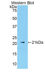 SHBG Antibody - Western blot of recombinant SHBG.  This image was taken for the unconjugated form of this product. Other forms have not been tested.