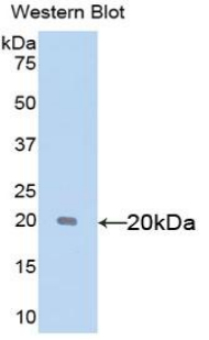 SHBG Antibody - Western blot of recombinant SHBG.  This image was taken for the unconjugated form of this product. Other forms have not been tested.