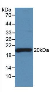 SHBG Antibody - Western Blot; Sample: Recombinant SHBG, Rat.