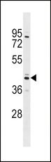 SHBG Antibody - SHBG Antibody western blot of 293 cell line lysates (35 ug/lane). The SHBG antibody detected the SHBG protein (arrow).