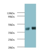 SHBG Antibody - Western blot of Sex hormone-binding globulin Antibody at 2 ug/ml.  This image was taken for the unconjugated form of this product. Other forms have not been tested.