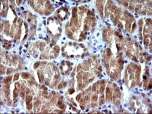 SHBG Antibody - IHC of paraffin-embedded Human Kidney tissue using anti-SHBG mouse monoclonal antibody. (Heat-induced epitope retrieval by 10mM citric buffer, pH6.0, 120°C for 3min).