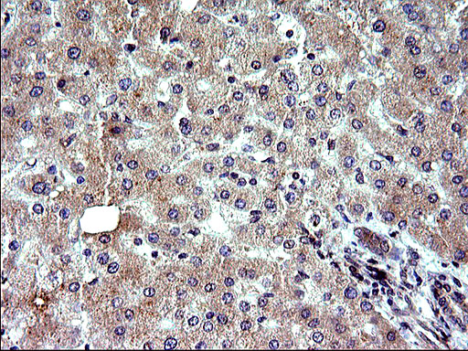 SHBG Antibody - IHC of paraffin-embedded Human liver tissue using anti-SHBG mouse monoclonal antibody. (Heat-induced epitope retrieval by 10mM citric buffer, pH6.0, 120°C for 3min).