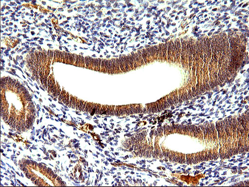 SHBG Antibody - IHC of paraffin-embedded Human endometrium tissue using anti-SHBG mouse monoclonal antibody. (Heat-induced epitope retrieval by 10mM citric buffer, pH6.0, 120°C for 3min).
