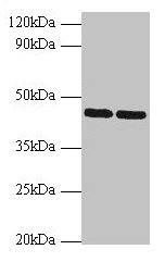SHBG Antibody - Western blot All lanes: Sex hormone-binding globulin antibody at 2µg/ml Lane 1: Hela whole cell lysate Lane 2: NIH/3T3 whole cell lysate Secondary Goat polyclonal to rabbit IgG at 1/10000 dilution Predicted band size: 44, 32, 33, 42 kDa Observed band size: 44 kDa