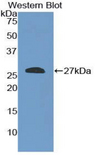 SHC2 / SLI Antibody - Western blot of recombinant SHC2 / SLI.