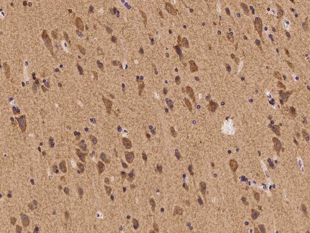 SHC2 / SLI Antibody - Immunochemical staining of human SHC2 in human brain with rabbit polyclonal antibody at 1:100 dilution, formalin-fixed paraffin embedded sections.