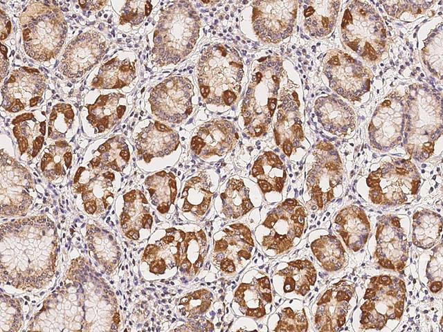 SHC2 / SLI Antibody - Immunochemical staining of human SHC2 in human stomach with rabbit polyclonal antibody at 1:100 dilution, formalin-fixed paraffin embedded sections.