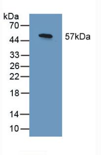 SHC3 / SHCC Antibody - Western Blot; Sample: Recombinant SHC3, Human.