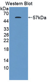 SHC3 / SHCC Antibody - Western blot of SHC3 / SHCC antibody.