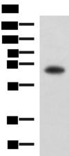 SHC3 / SHCC Antibody - Western blot analysis of PC3 cell lysate  using SHC3 Polyclonal Antibody at dilution of 1:650