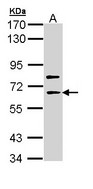 SHC4 Antibody - Sample (30 ug of whole cell lysate). A: Molt-4 . 7.5% SDS PAGE. SHC4 antibody diluted at 1:1000.