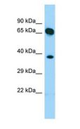 SHC4 Antibody - SHC4 antibody Western Blot of Fetal Heart.  This image was taken for the unconjugated form of this product. Other forms have not been tested.