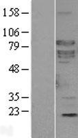 SHC4 Protein - Western validation with an anti-DDK antibody * L: Control HEK293 lysate R: Over-expression lysate