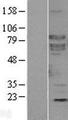 SHC4 Protein - Western validation with an anti-DDK antibody * L: Control HEK293 lysate R: Over-expression lysate