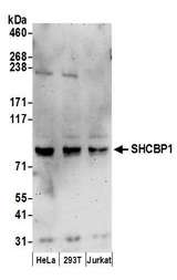 SHCBP1 Antibody - Detection of human SHCBP1 by western blot. Samples: Whole cell lysate (50 µg) from HeLa, HEK293T, and Jurkat cells prepared using NETN lysis buffer. Antibodies: Affinity purified rabbit anti-SHCBP1 antibody used for WB at 1 µg/ml. Detection: Chemiluminescence with an exposure time of 3 minutes.