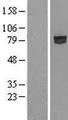 SHCBP1 Protein - Western validation with an anti-DDK antibody * L: Control HEK293 lysate R: Over-expression lysate