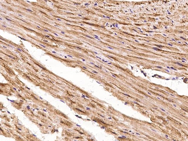 SHD Antibody - Immunochemical staining of SHD in cynomolgus heart with rabbit polyclonal antibody at 1:100 dilution, formalin-fixed paraffin embedded sections.