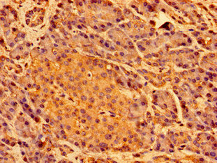 SHE Antibody - Immunohistochemistry image of paraffin-embedded human pancreatic tissue at a dilution of 1:100