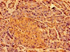 SHE Antibody - Immunohistochemistry image of paraffin-embedded human pancreatic tissue at a dilution of 1:100