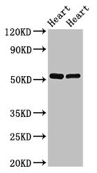 SHE Antibody - Positive Western Blot detected in Rat heart tissue, Mouse heart tissue. All lanes: SHE antibody at 2.5 µg/ml Secondary Goat polyclonal to rabbit IgG at 1/50000 dilution. Predicted band size: 54 KDa. Observed band size: 54 KDa