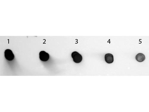 Human IgG Antibody - Dot Blot of Sheep anti-Human IgG Antibody Alkaline Phosphatase Conjugated. Antigen: Human IgG. Load: Lane 1 - 200 ng Lane 2 - 66.67 ng Lane 3 - 22.22 ng Lane 4 - 7.41 ng Lane 5 - 2.47 ng. Primary antibody: none. Secondary antibody: Sheep anti-Human IgG Antibody Alkaline Phosphatase Conjugated at 1:1,000 for 60 min at RT.
