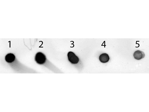 Mouse IgG Antibody - Dot Blot of Sheep anti-Mouse IgG Antibody Alkaline Phosphatase Conjugated. Antigen: Mouse IgG. Load: Lane 1 - 200 ng Lane 2 - 66.67 ng Lane 3 - 22.22 ng Lane 4 - 7.41 ng Lane 5 - 2.47 ng. Primary antibody: none. Secondary antibody: Sheep anti-Mouse IgG Antibody Alkaline Phosphatase Conjugated at 1:1,000 for 60 min at RT.