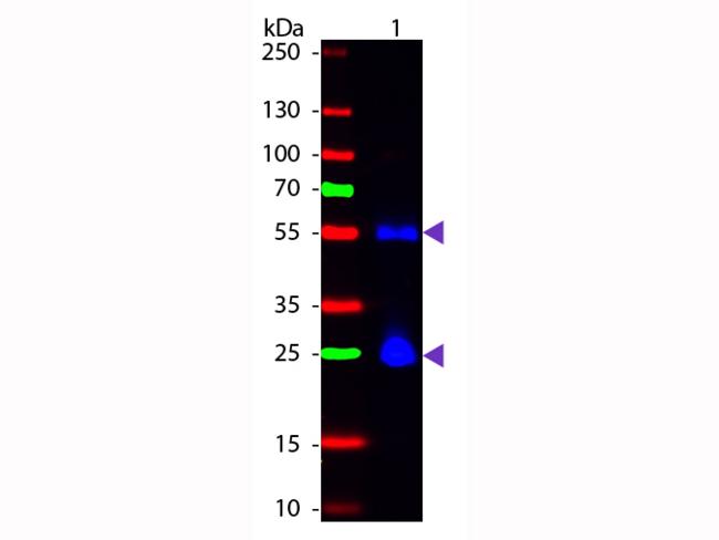 Mouse IgG Antibody - Western Blot of Fluorescein Sheep Anti-Mouse IgG secondary antibody. Lane 1: Mouse IgG. Lane 2: None. Load: 50 ng per lane. Primary antibody: None. Secondary antibody: Fluorescein sheep secondary antibody at 1:1,000 for 60 min at RT. Predicted/Observed size: 25 & 55 kDa, 25 & 55 kDa for Mouse IgG. Other band(s): None.