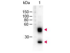 Mouse IgG Antibody - MOUSE IgG (H&L) Antibody Peroxidase Conjugated. Western Blot of Peroxidase conjugated Sheep anti-Mouse IgG antibody. Lane 1: Mouse IgG. Load: 100 ng per lane. Primary antibody: none. Secondary antibody: Peroxidase Mouse secondary antibody at 1:1000 for 60 min at RT. Block: MB-070 for 30 min at RT. Predicted/Observed size: 55 and 28 kD, 55 and 28 kD for Mouse IgG. Other band(s): none. This image was taken for the unconjugated form of this product. Other forms have not been tested.