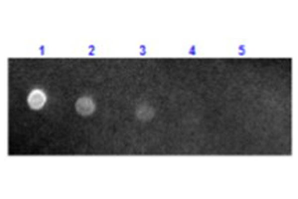 Mouse IgG Antibody - Dot Blot results of Sheep Anti-Mouse IgG Antibody Texas Red™ Conjugate. Dots are Mouse IgG: (1) 100ng, (2) 33.3ng, (3) 11.1ng, (4) 3.70ng, (5) 1.23ng. Primary Antibody: none. Secondary Antibody: Sheep Anti-Mouse IgG Antibody Texas Red™ Conjugate at 1ug/mL in