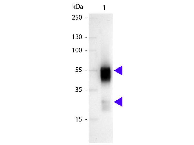 Rabbit IgG Antibody - Western blot of Alkaline Phosphatase conjugated Sheep Anti-Rabbit IgG secondary antibody. Lane 1: Rabbit IgG. Lane 2: None. Load: 50 ng per lane. Primary antibody: None. Secondary antibody: Alkaline Phosphatase sheep secondary antibody at 1:1,000 for 60 min at RT. Predicted/Observed size: 25 & 55 kDa, 25 & 55 kDa for Rabbit IgG. Other band(s): None.
