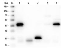 Rabbit IgG Antibody - Western Blot of Anti-Rabbit IgG (H&L) (SHEEP) Antibody (Min X Hu, Gt, Ms Serum Proteins)  Lane M: 3 µl Molecular Ladder. Lane 1: Rabbit IgG whole molecule  Lane 2: Rabbit IgG F(ab) Fragment  Lane 3: Rabbit IgG F(c) Fragment  Lane 4: Rabbit IgM Whole Molecule  Lane 5: Normal Rabbit Serum  All samples were reduced. Load: 50 ng per lane.