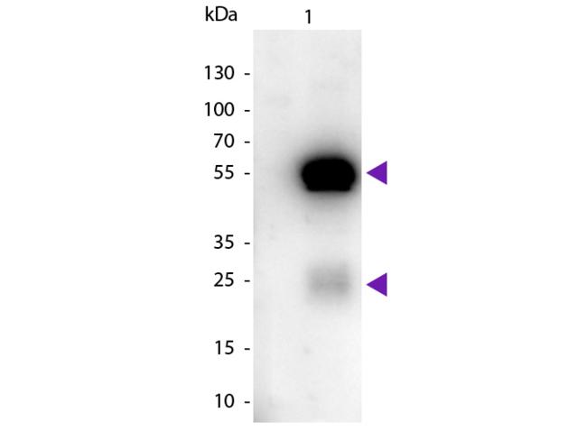 Rabbit IgG Antibody - Western blot of Peroxidase Conjugated Sheep Anti-Rabbit IgG secondary antibody. Lane 1: Rabbit IgG. Lane 2: None. Load: 50 ng per lane. Primary antibody: None. Secondary antibody: Peroxidase sheep secondary antibody at 1:1,000 for 60 min at RT. Predicted/Observed size: 25 & 55 kDa, 25 & 55 kDa for Rabbit IgG. Other band(s): None.