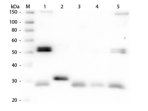Rat IgG Antibody - Western Blot of Anti-Rat IgG (H&L) (SHEEP) Antibody  Lane M: 3 µl Molecular Ladder. Lane 1: Rat IgG whole molecule  Lane 2: Rat IgG F(c) Fragment  Lane 3: Rat IgG Fab Fragment  Lane 4: Rat IgM Whole Molecule  Lane 5: Rat Serum  All samples were reduced. Load: 50 ng per lane.