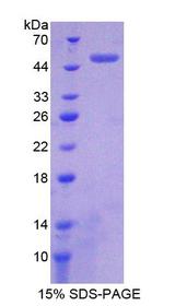 CLU / Clusterin Protein - Recombinant  Clusterin By SDS-PAGE