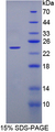 FGF1 / Acidic FGF Protein - Recombinant  Fibroblast Growth Factor 1, Acidic By SDS-PAGE