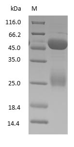 Sheep IgG Protein - (Tris-Glycine gel) Discontinuous SDS-PAGE (reduced) with 5% enrichment gel and 15% separation gel.