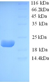 IL-10 Protein