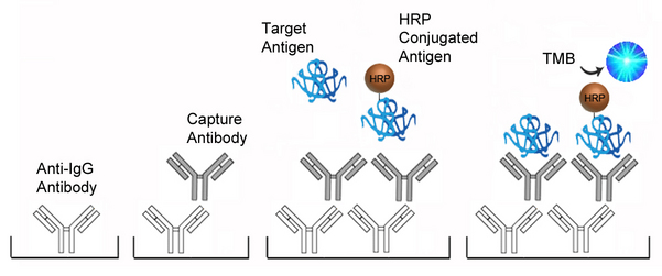 Progesterone ELISA Kit - Competition GenericIgGAntigenAb AntiAntigenAb SampleHRP TMB
