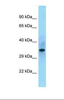 SHF Antibody - Western blot of Human 293T . SHF antibody dilution 1.0 ug/ml.  This image was taken for the unconjugated form of this product. Other forms have not been tested.